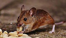 24 Hour & Emergency Exterminators in Cochiti Lake, NM